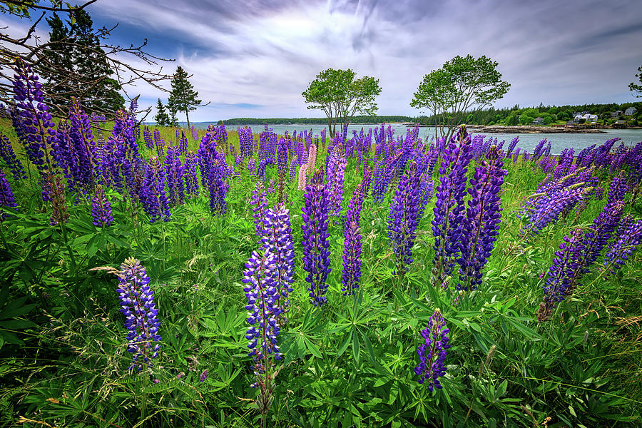 Acadia National Park Photograph - Lupine in Bass Harbor by Rick Berk