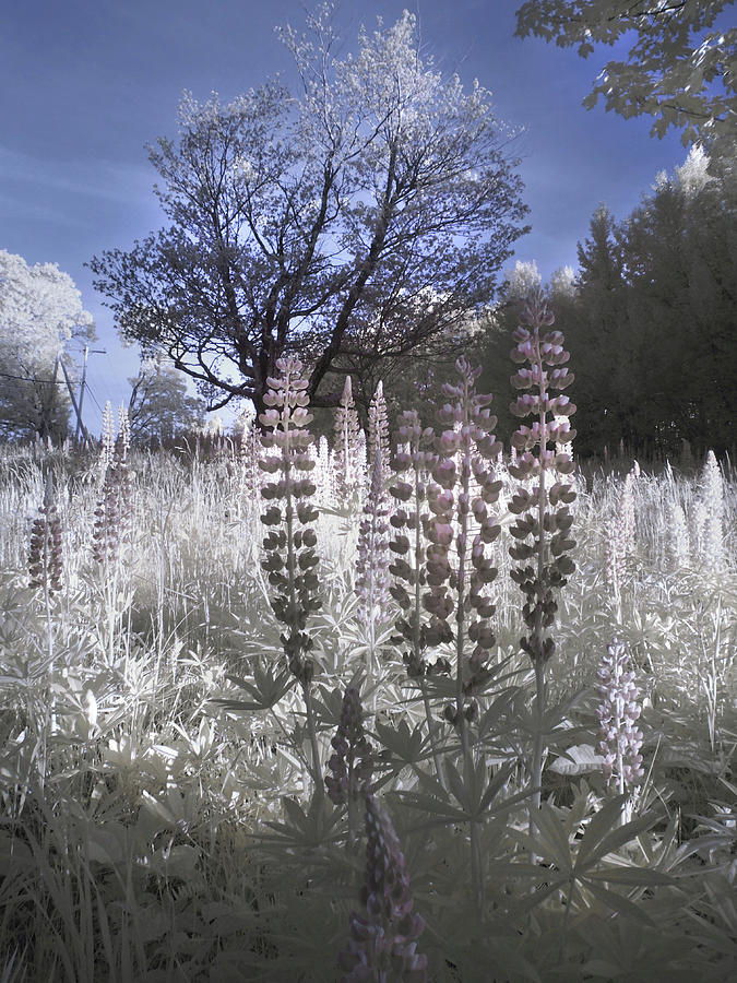 Lupine in Infrared - Sugar Hill New Hampshire Photograph by Joann Vitali