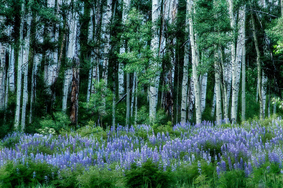 Lupine In The Aspens Photograph