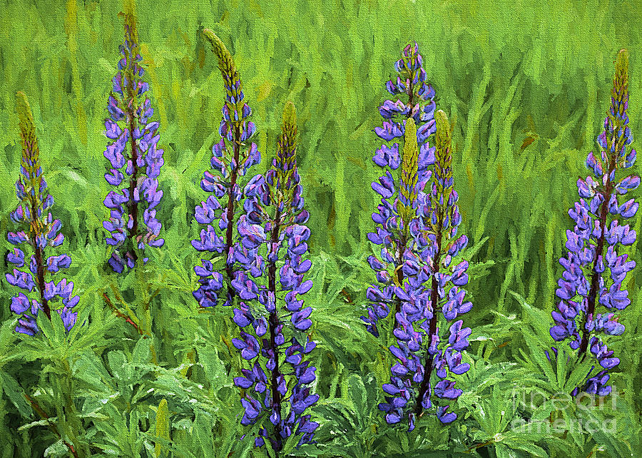 Lupine in the rain Photograph by Mim White