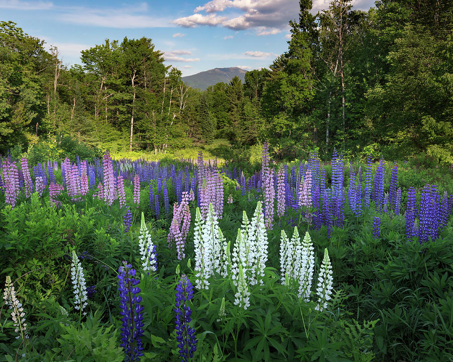 Lupine in the Valley Photograph by Bill Wakeley