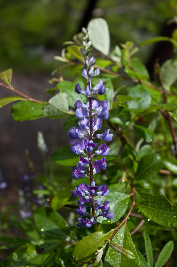 Lupine Photograph by Jedediah Hohf