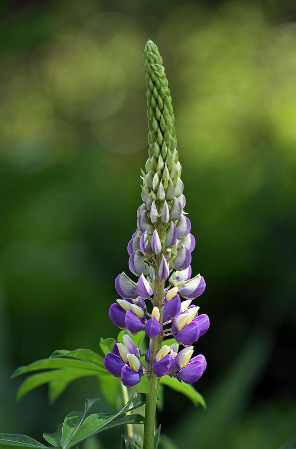 Flower Photograph - Lupine by Juergen Roth