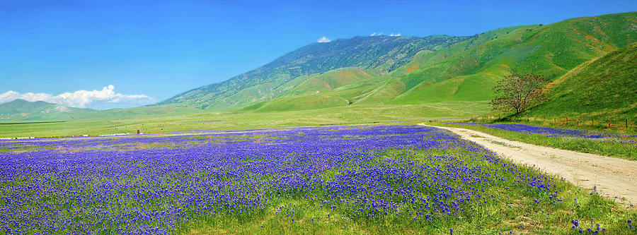 Lupine Landscape Panorama at Tejon Ranch Photograph by Lynn Bauer