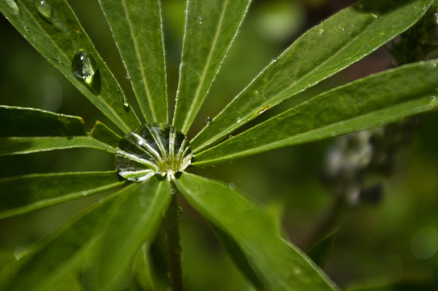 Lupine Leaf Photograph by Jedediah Hohf