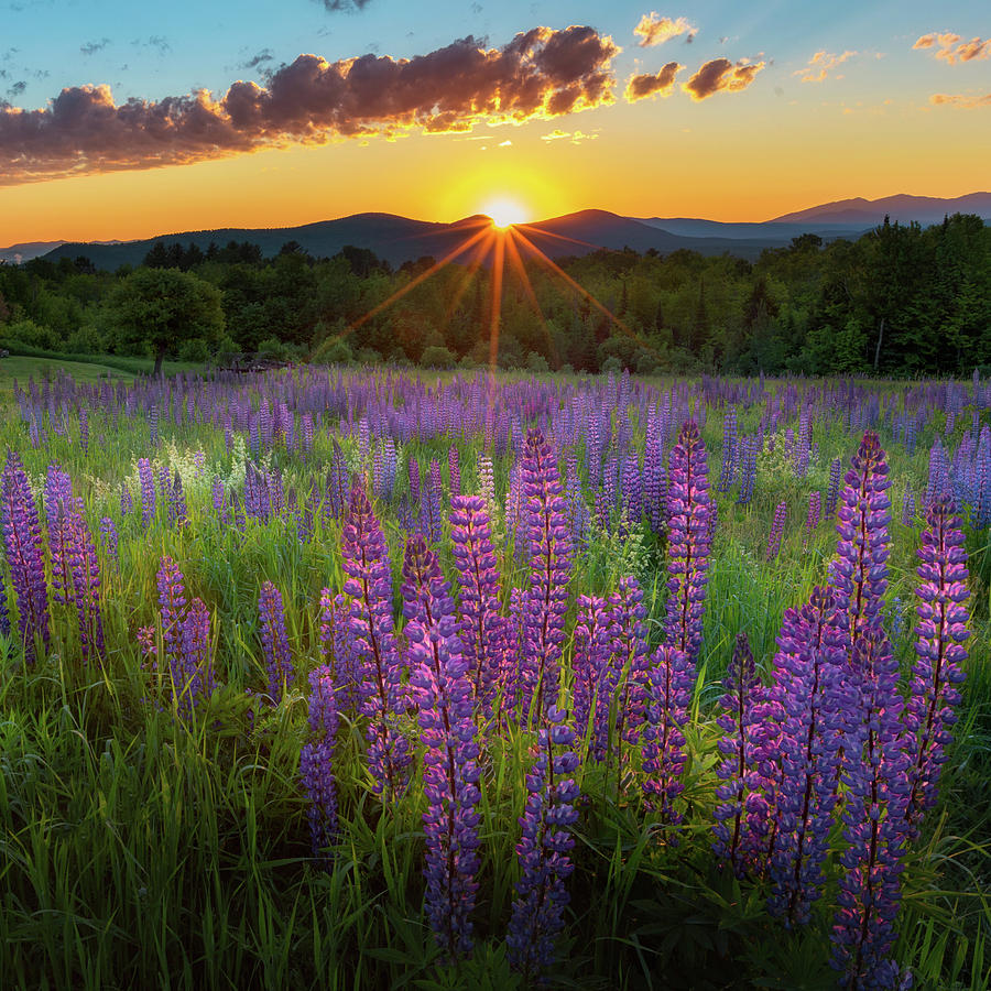 Mountain Photograph - Lupine Lumination Square by Bill Wakeley