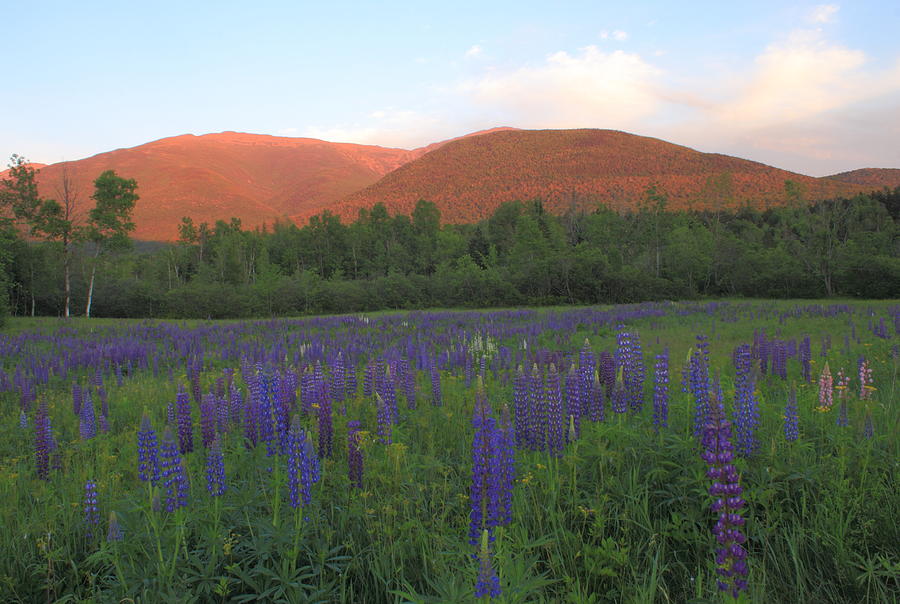 Lupine Meadow and Northern Presidentials White Mountains Photograph by John Burk