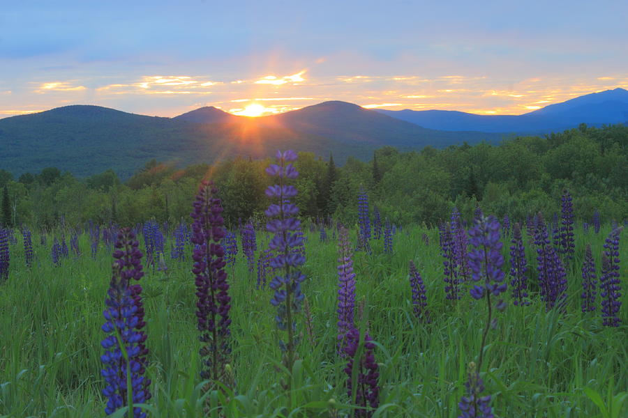 Lupine Meadow at Sunrise Photograph by John Burk