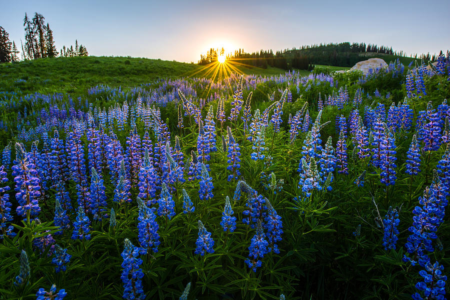 Mountain Photograph - Lupine Meadow by Dustin LeFevre