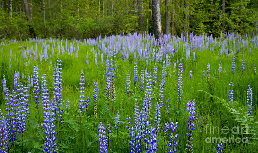 Lupine Meadow Photograph by Idaho Scenic Images Linda Lantzy