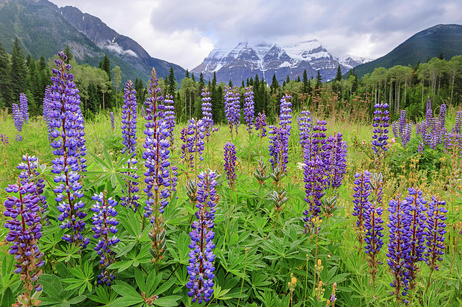 Lupine Meadow Photograph by Jack Bell