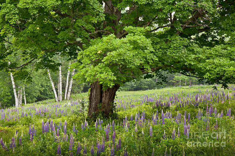 Lupine Meadow Photograph by Susan Cole Kelly