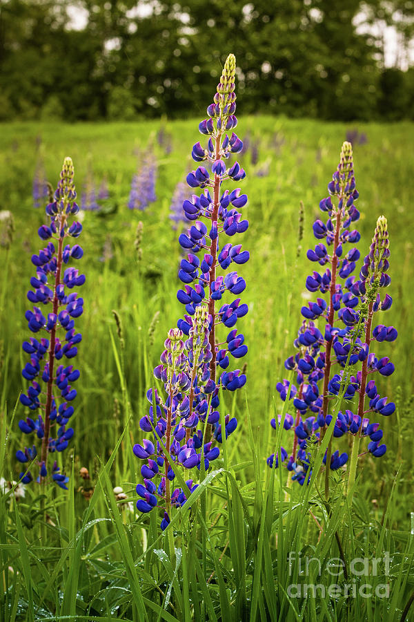 Lupine Photograph by Mim White
