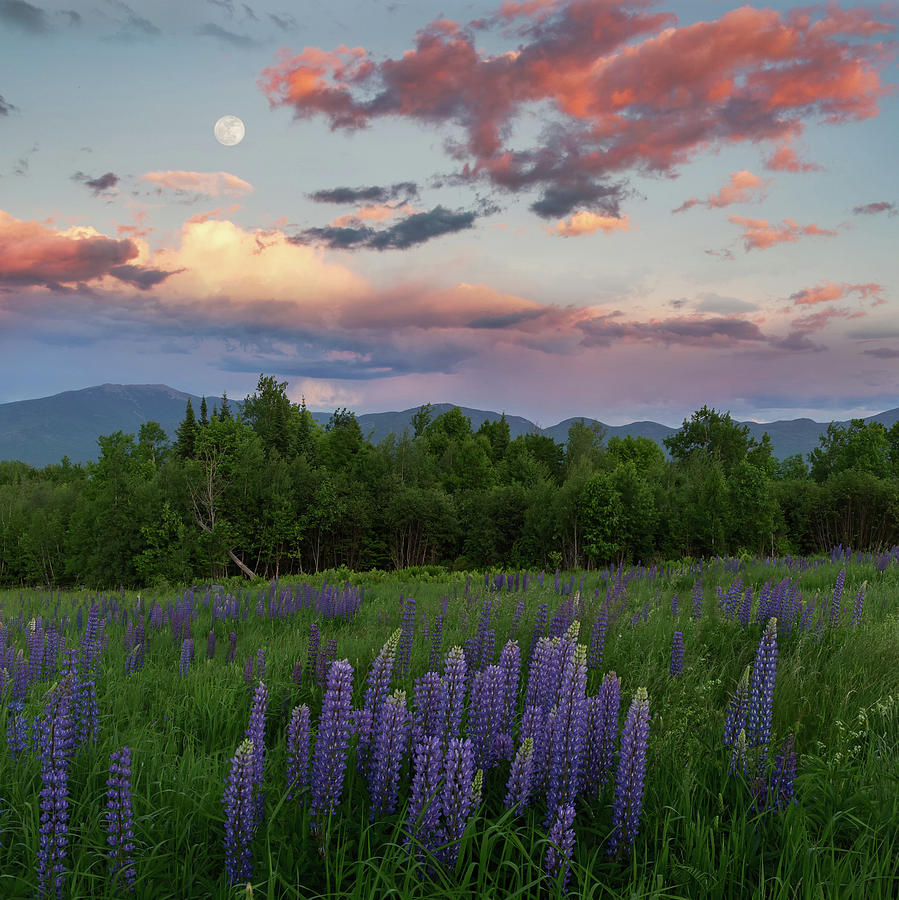 Lupine Moon Photograph by Bill Wakeley