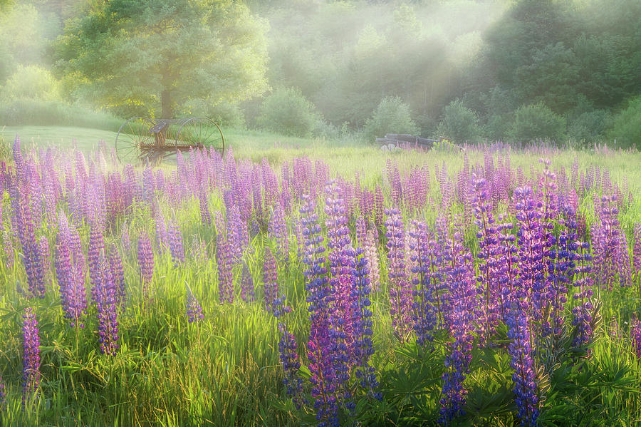 Lupine Morning Photograph by Bill Wakeley