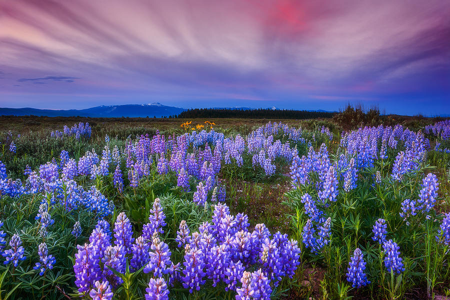 Lupine Morning Photograph by Darren White