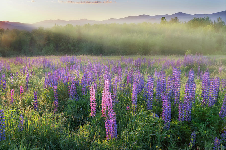 Lupine Morning Fog Photograph by Bill Wakeley