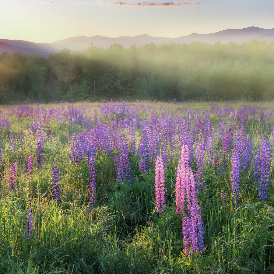 Lupine Morning Fog Square Photograph by Bill Wakeley