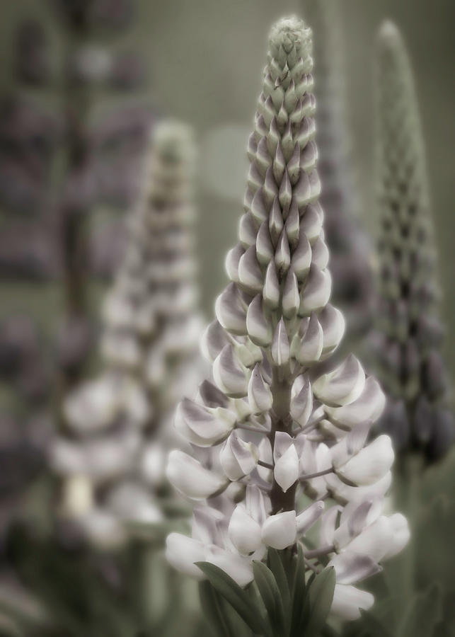 Lupine Muted Photograph by Jerry Fornarotto