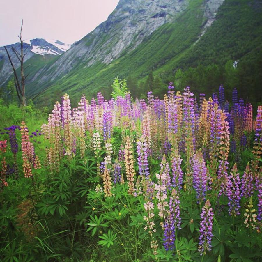 Flower Photograph - Lupine Norway #lupins #lupines #norway by Mo Barton