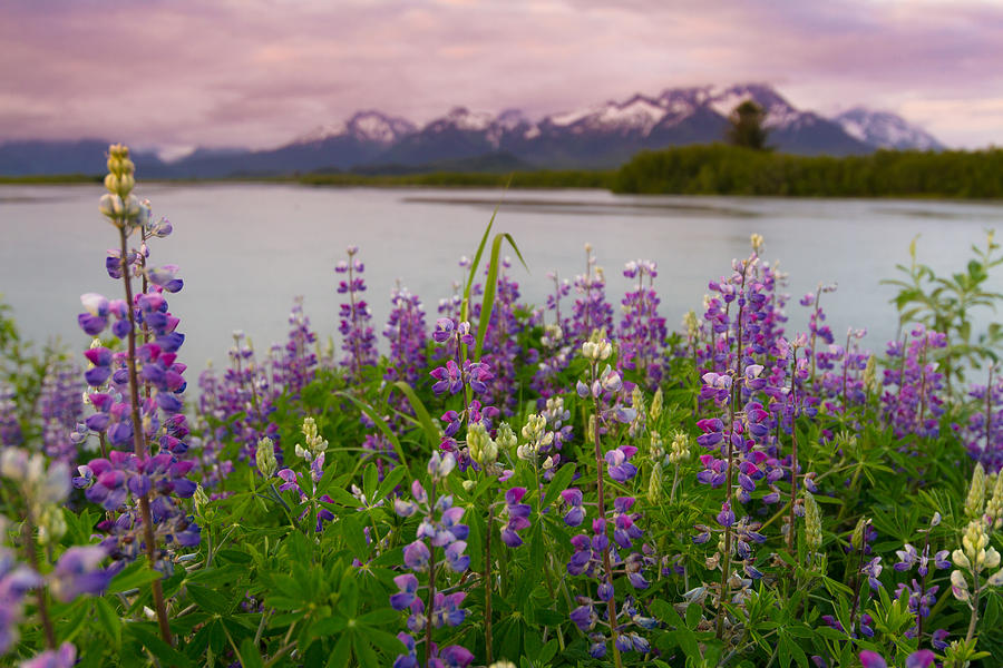 Lupine of the Copper River Delta Photograph by Scott Slone