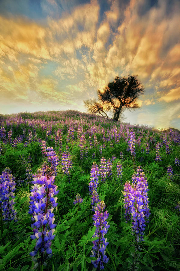 Lupine on Lupine Photograph by Nicki Frates