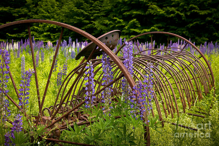 Lupine Pasture Photograph by Susan Cole Kelly