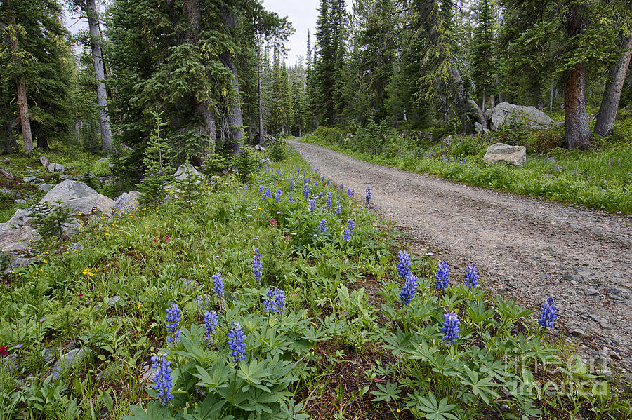 Lupine Road Photograph by Idaho Scenic Images Linda Lantzy