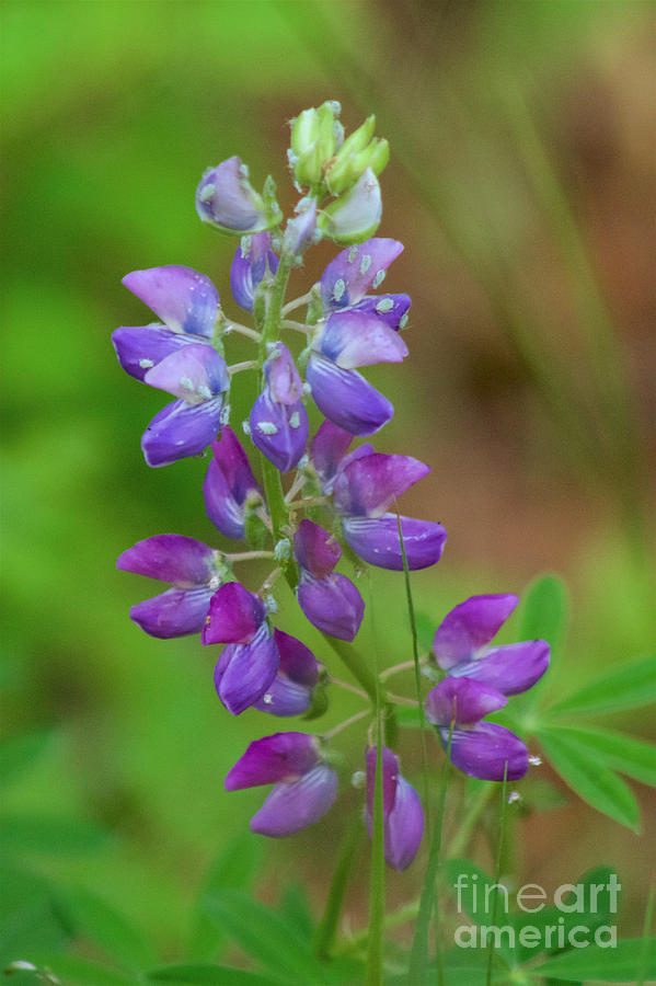 Lupine Photograph by Sean Griffin