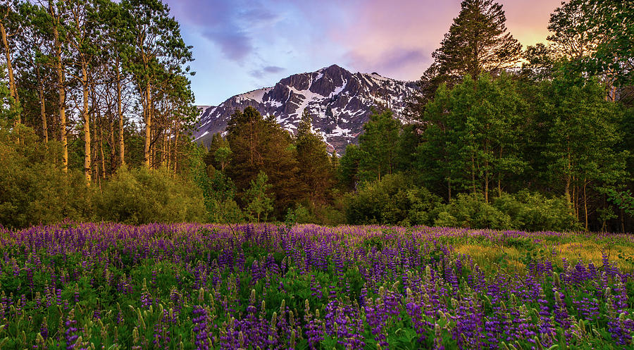 Lupine Spring by Mike Breshears Photograph by Mike Breshears