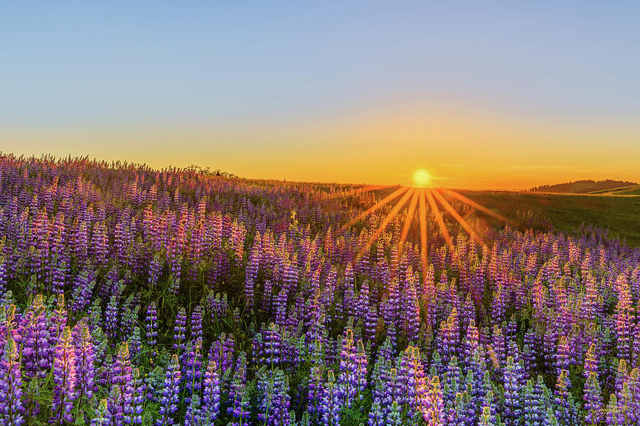 Lupine Star Photograph by Greg Mitchell Photography