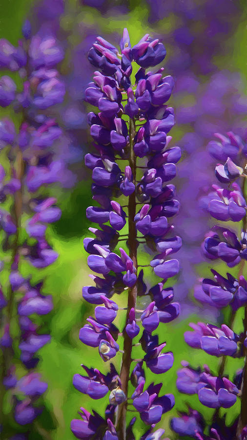 Lupine Study - Impressionistic Photograph by Stephen Stookey