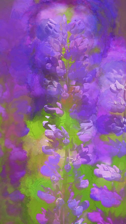 Lupine Study - Watercolor Abstract Photograph by Stephen Stookey