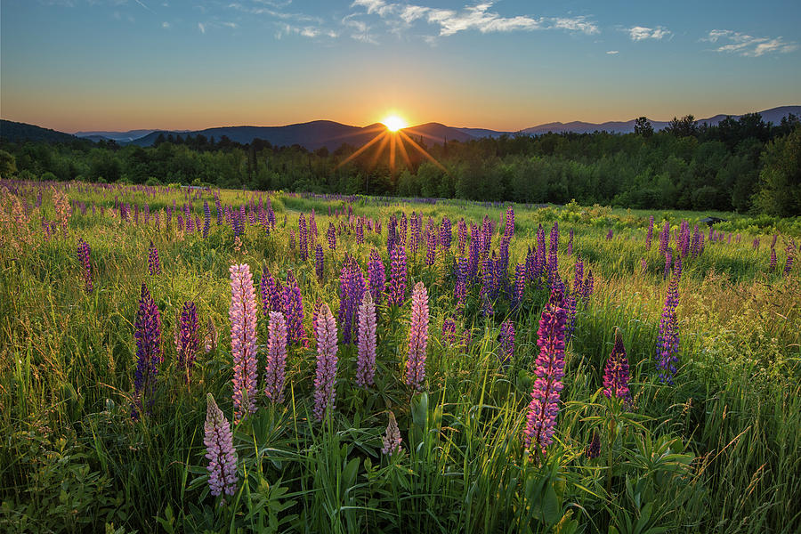 Mountain Photograph - Lupine Sunrise by White Mountain Images