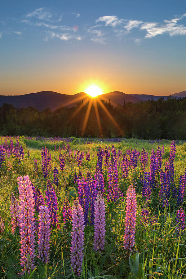 Lupine Sunrise Sugar Hill Photograph by White Mountain Images