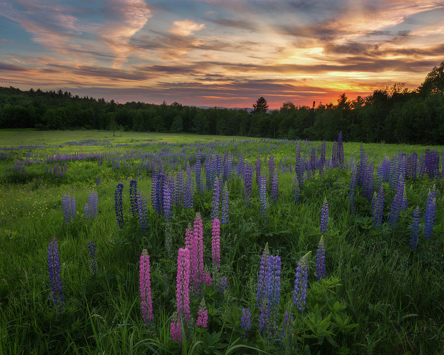Lupine Sunset Photograph by Bill Wakeley