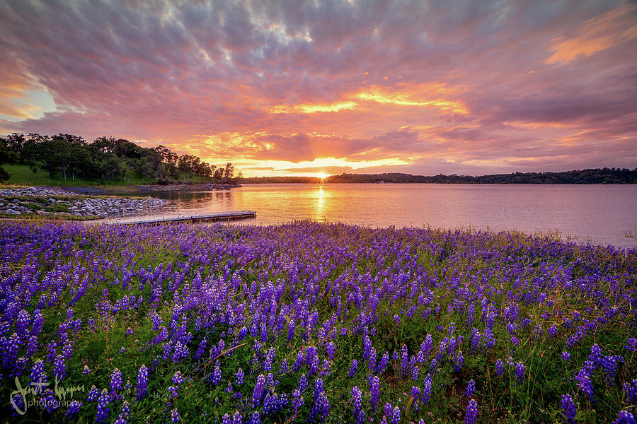 Lupine Sunset  Photograph by Janet Kopper