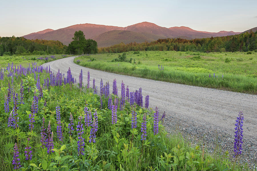 Lupine Sunset Road Photograph by White Mountain Images