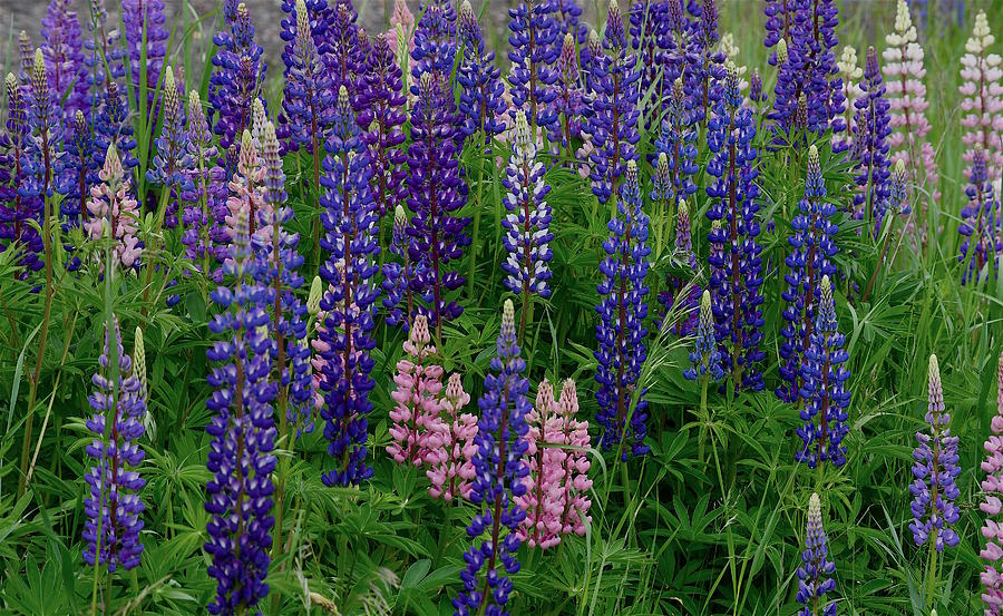 Lupine Time On North Shore Photograph by Hella Buchheim