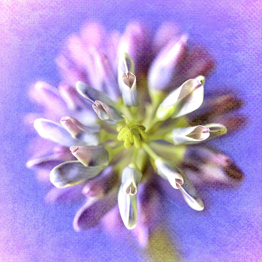 Flower Photograph - Lupine Hearts Unfurled Shabby Chic by Betty Denise