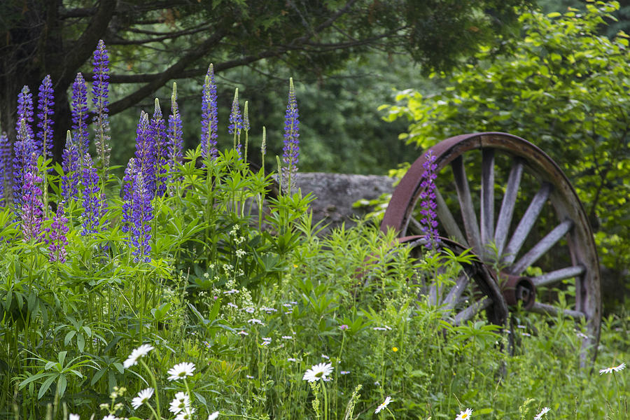Lupine Wagon Wheel Photograph by White Mountain Images