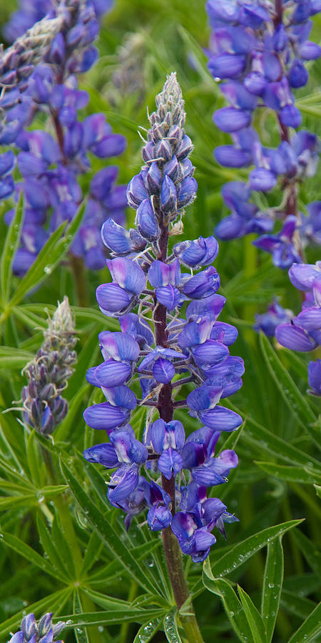 Lupine Wildflower Vertical Photograph by Aaron Spong