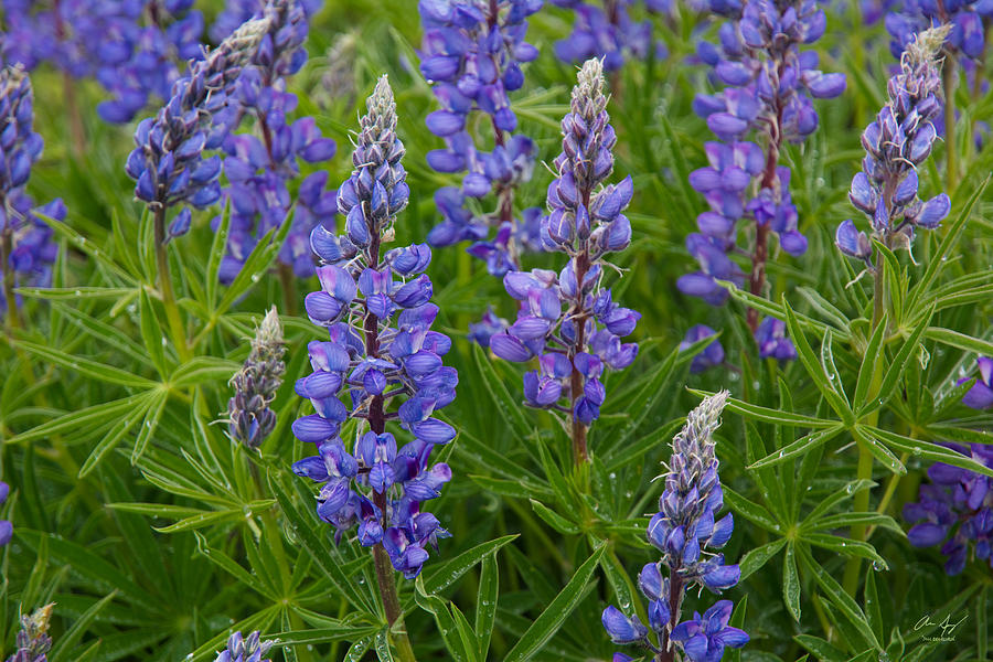 Lupine Wildflowers Photograph by Aaron Spong