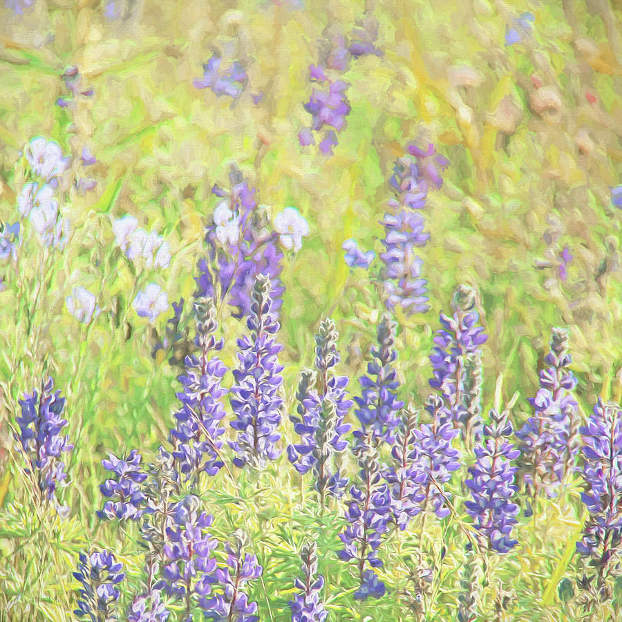 Lupine Wildflowers Montana Photograph by Jennie Marie Schell