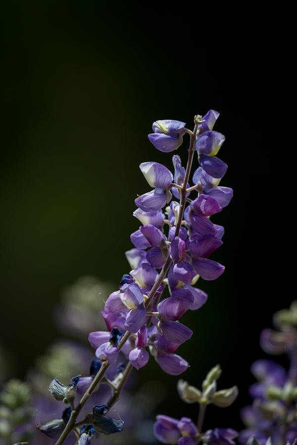 Lupine Wildflowers Photograph by Roger Mullenhour