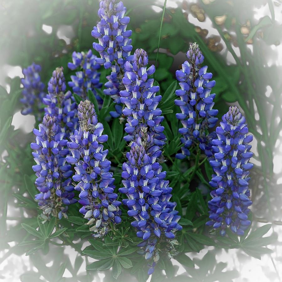 Lupine Photograph by Yeates Photography