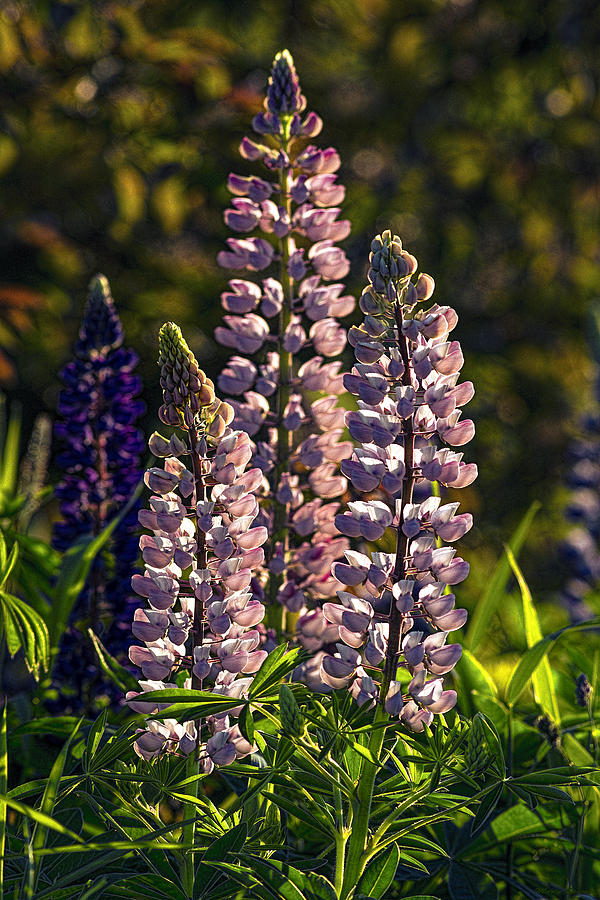 Lupines 2 Sidelit By First Sunlight Photograph by Marty Saccone