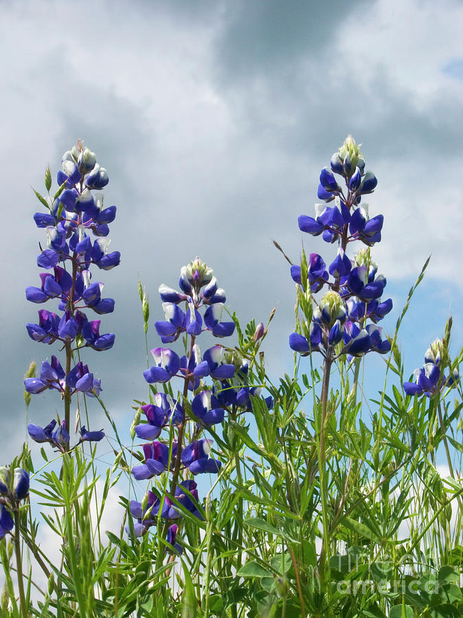 Lupines Against the Sky Photograph by Jim And Emily Bush