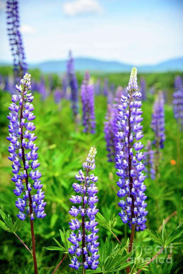 Lupines and Mountains Photograph by Alana Ranney