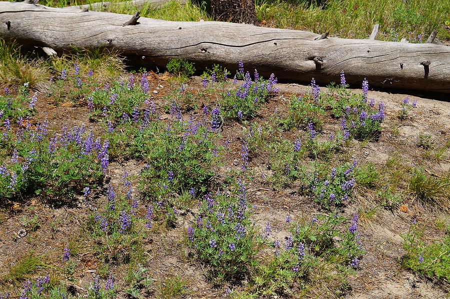Lupines And A Log Photograph by Beth Collins